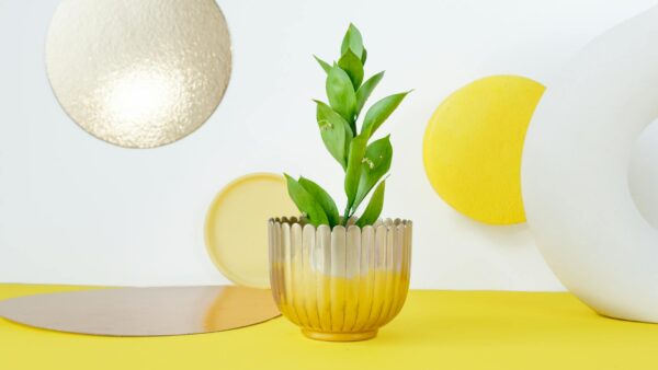 Cea mai buna crema antirid pentru pielea feței.